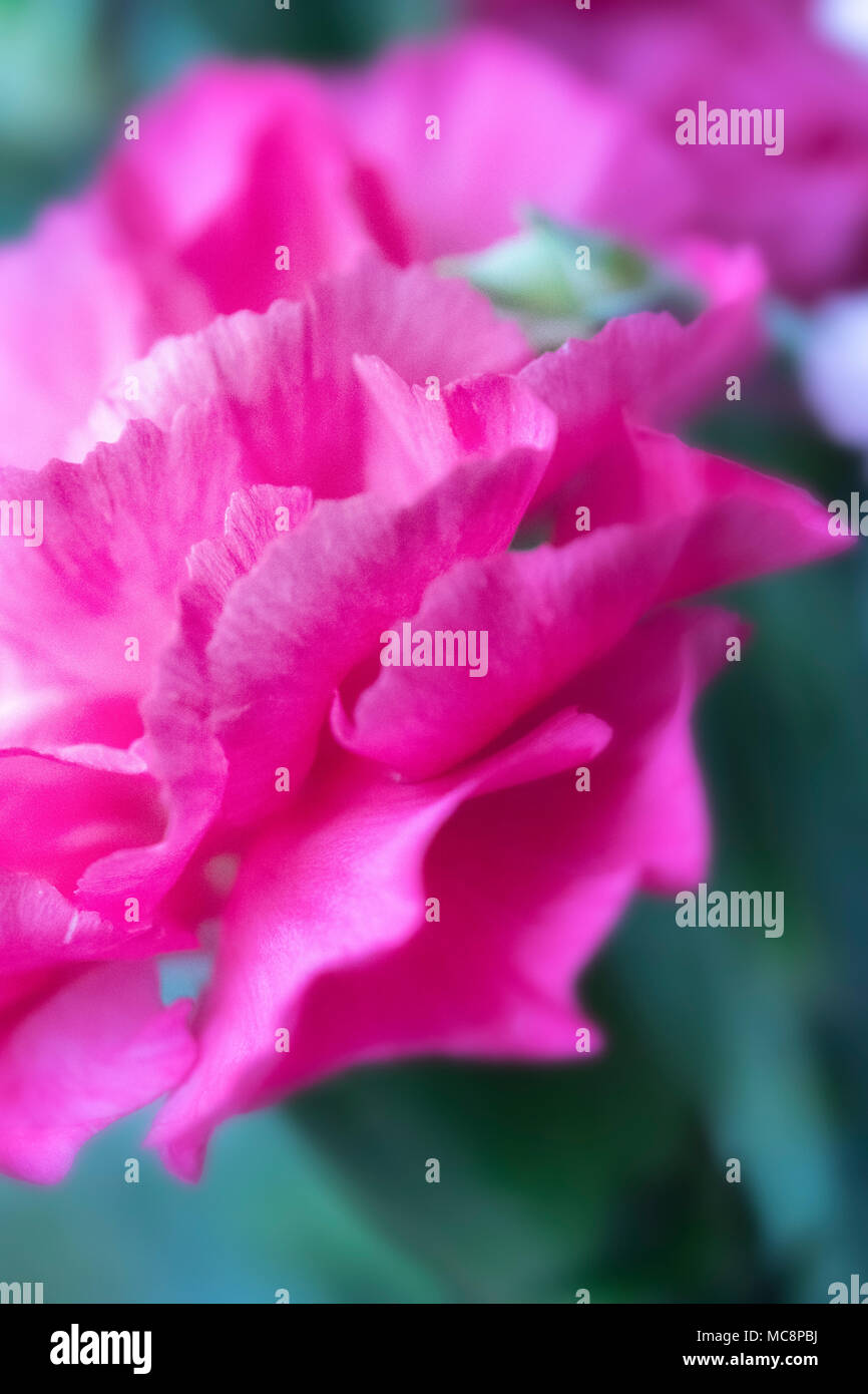 Carnation flowers from a Spring garden Stock Photo