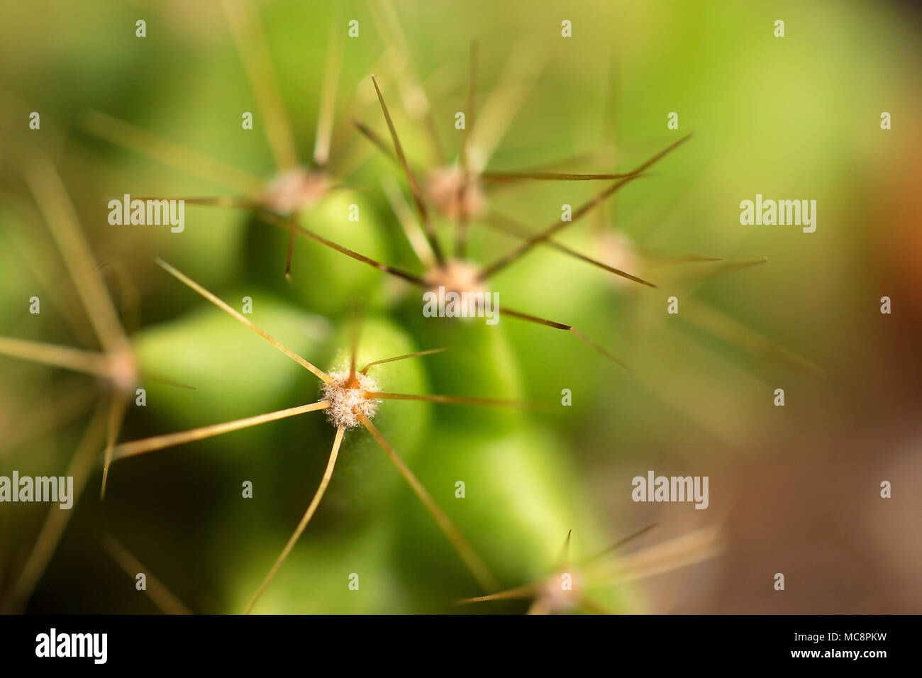 close up picture of cactus plants Stock Photo Alamy