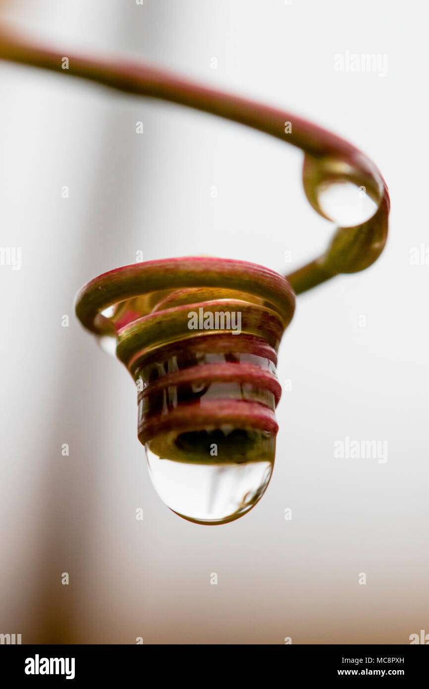 Water droplets captured by a coiled purple vine tendril wound tightly into a natural cup channelling raindrops into the vessel Stock Photo
