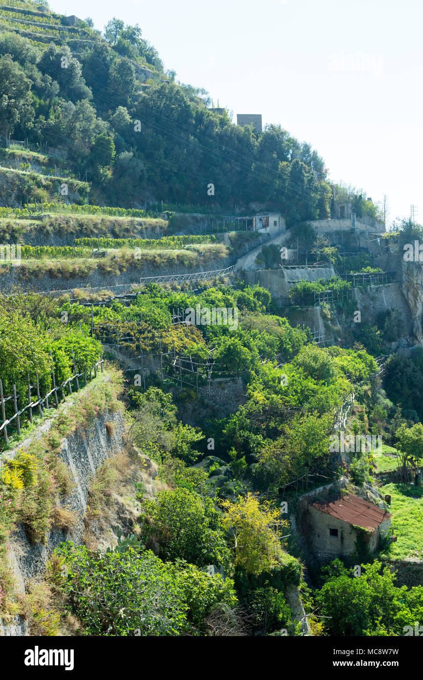 Lemon trees growing on terraced hillside on the Amalfi coast Stock