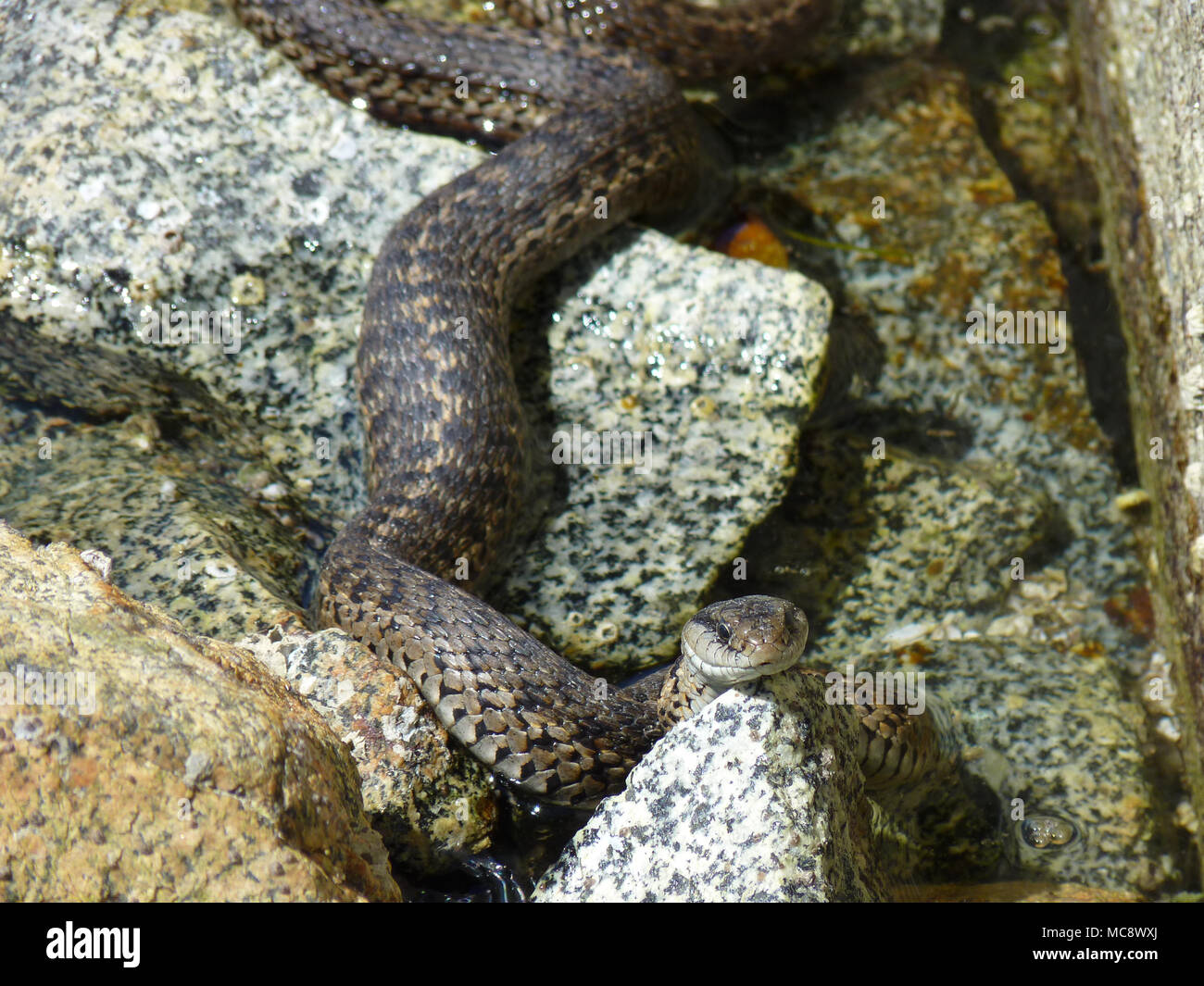 Western terrestrial garter snake hi-res stock photography and images ...