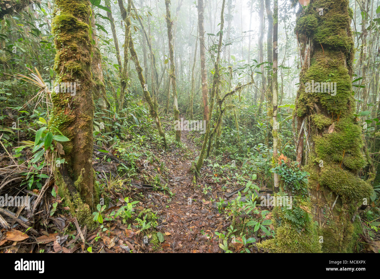 Amazon.co.jp: MIST LOVERS - Rainforest Plants - / KEISUKE