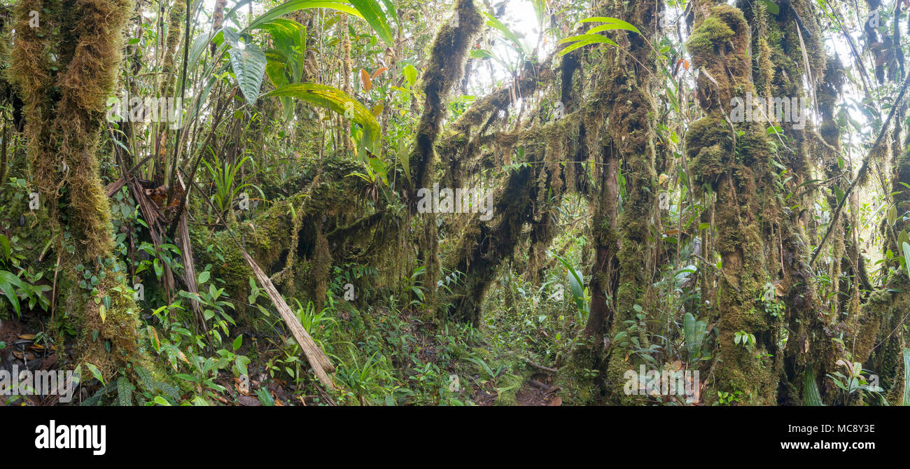 Interior of mossy montane rainforest. High on a Tepuy (flat topped sandstone mountain), home to many endemic species, above Rio Nangaritza Valley in t Stock Photo