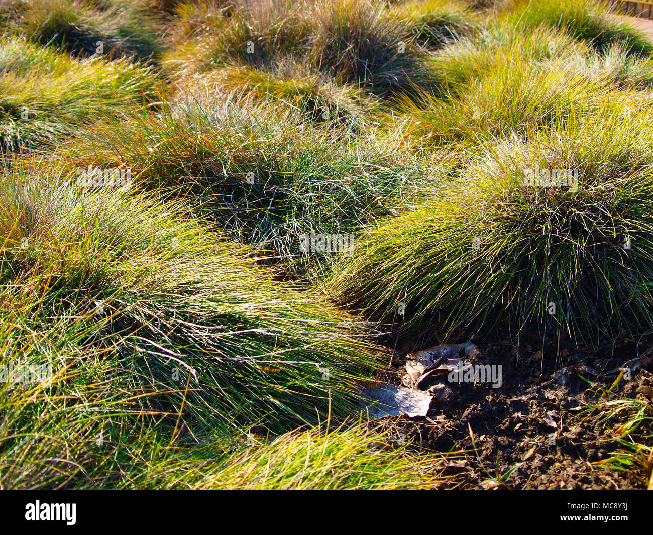 Festuca glauca ornamental grass in March. Stock Photo