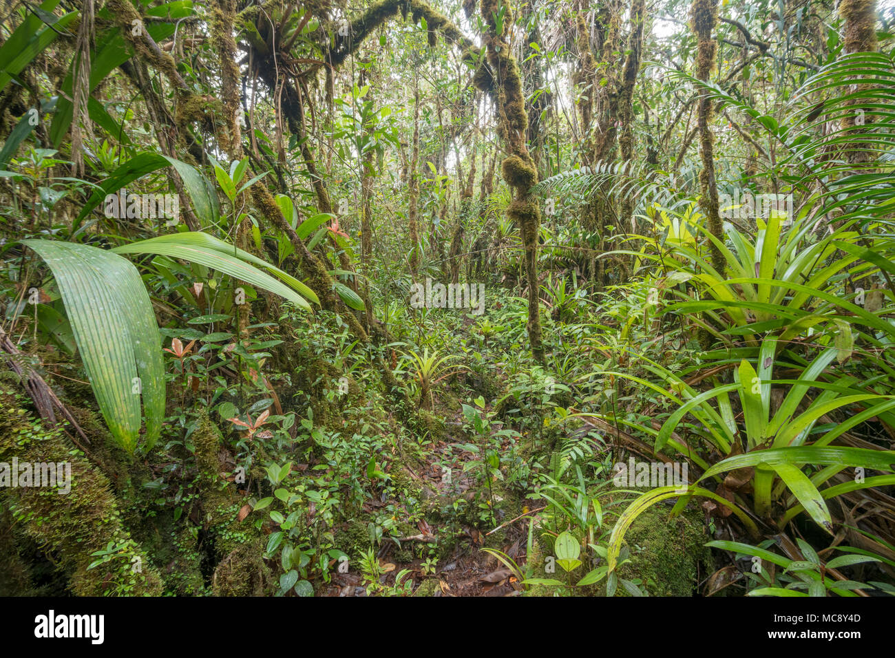 Interior of mossy montane rainforest. High on a Tepuy (flat topped sandstone mountain), home to many endemic species, above Rio Nangaritza Valley in t Stock Photo
