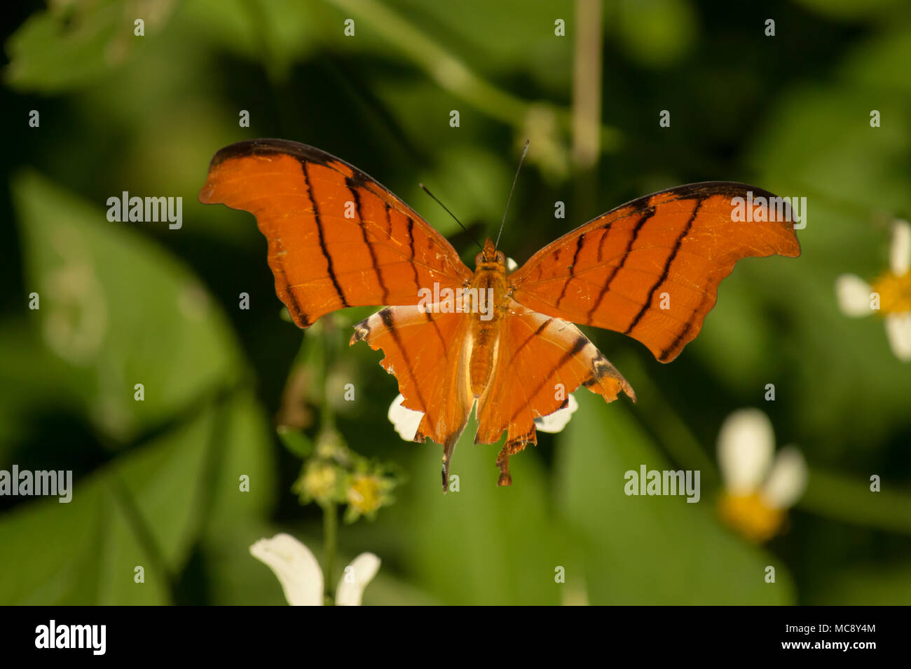 The beautiful orange tiger butterfly landing on a white daisy in a butterfly garden Stock Photo