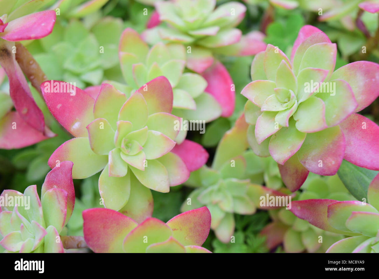 close up of aeonium succulent in pot pink red leaves Stock Photo