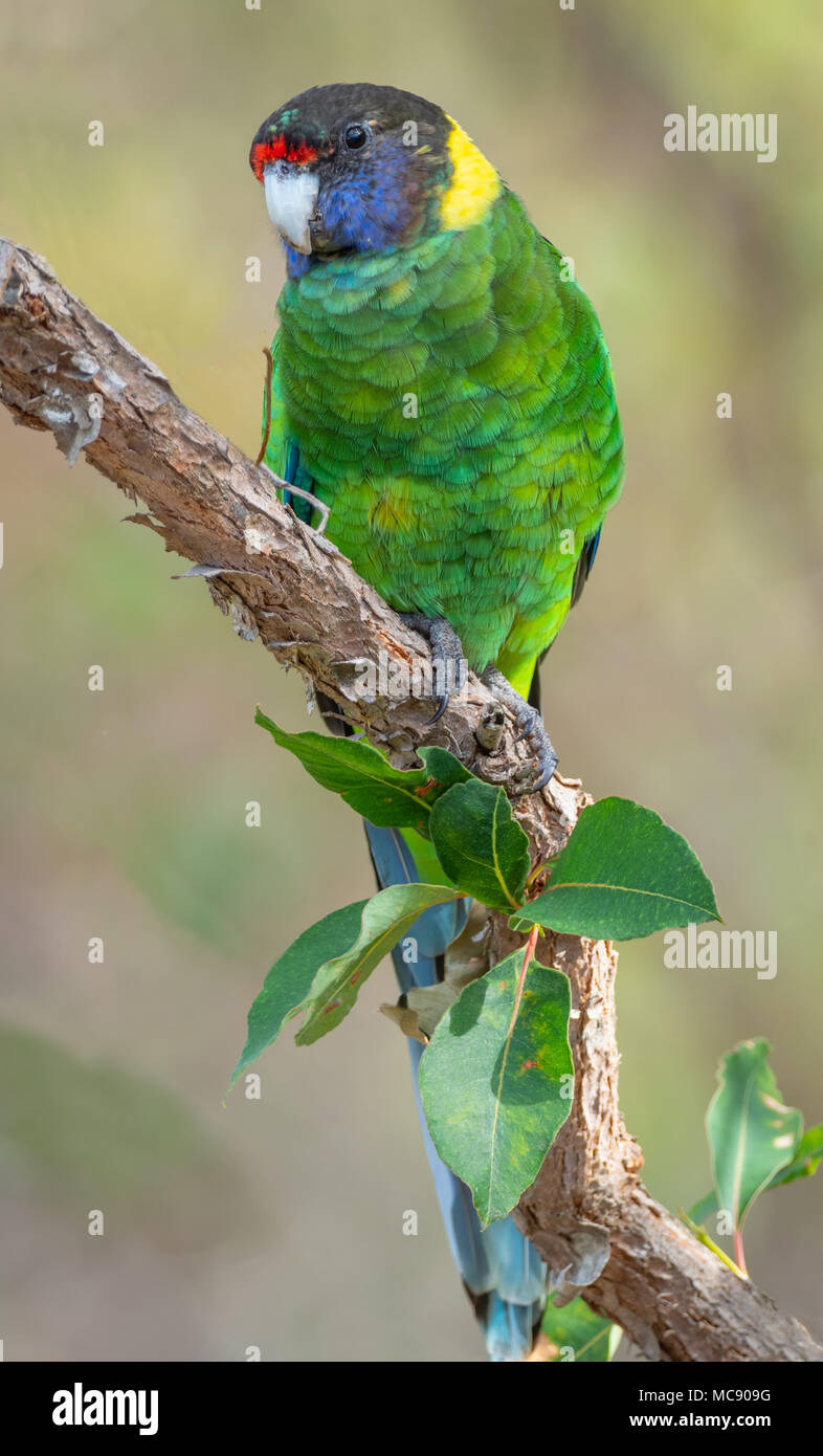 An Australian Ringneck of the western race, known as the Twenty-eight Parrot, photographed in a forest of SW Australia. Stock Photo