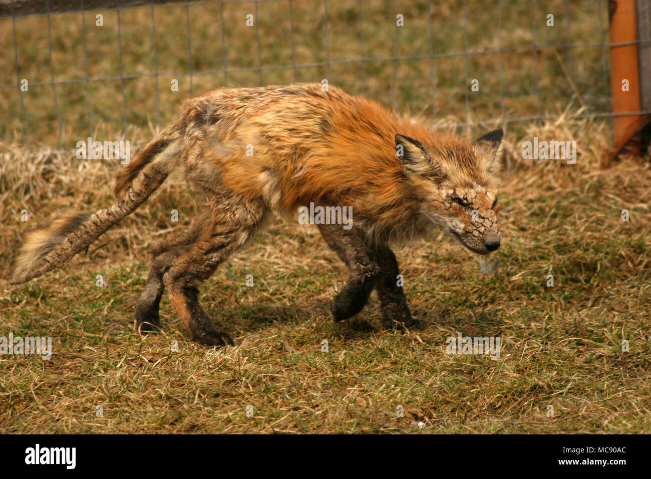 Mange Hi Res Stock Photography And Images Alamy