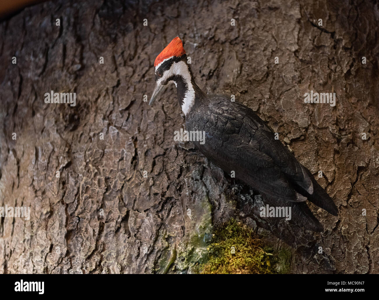 Lifelike model of Pileated Woodpecker perched on tree in nature exhibit at Mount Greylock Visitor Center in Lanesboro, MA. Stock Photo