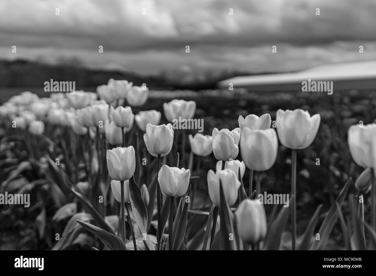 Amsterdam Tulip Fields, Washington State Stock Photo