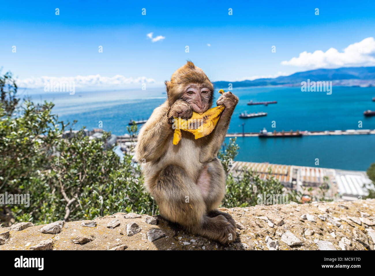 Barbary macaque monkeys on the Rock of Gibraltar. This is the only colony of wild monkeys in Europe and consists of around 300 animals. Stock Photo