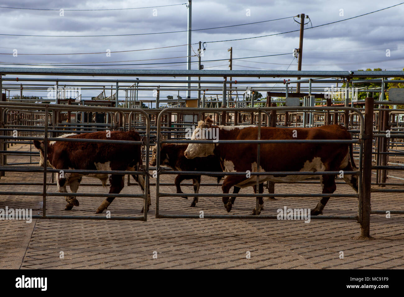 Cattle sale at Wagga Wagga sale yards Stock Photo Alamy