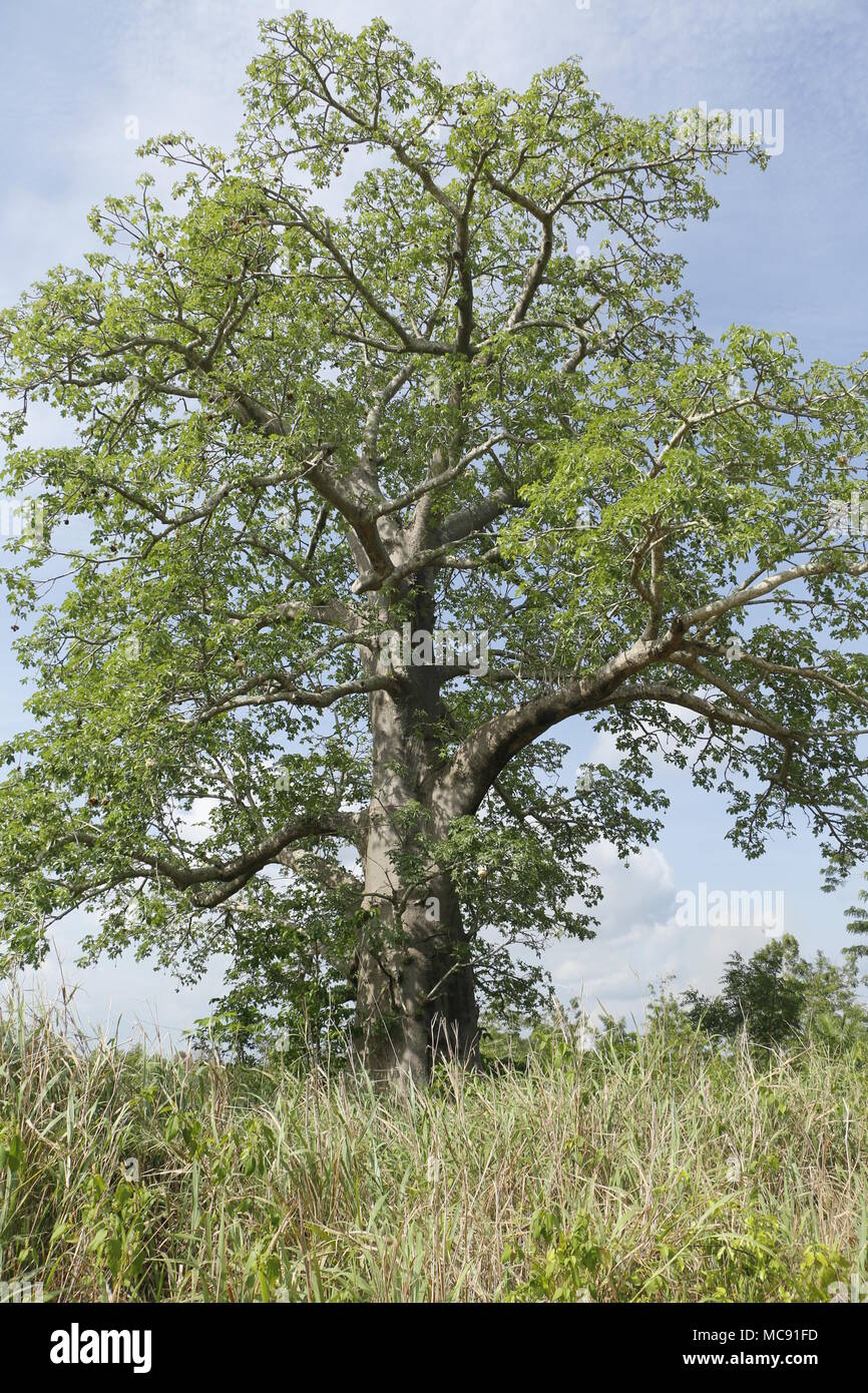 Iroko tree hires stock photography and images Alamy