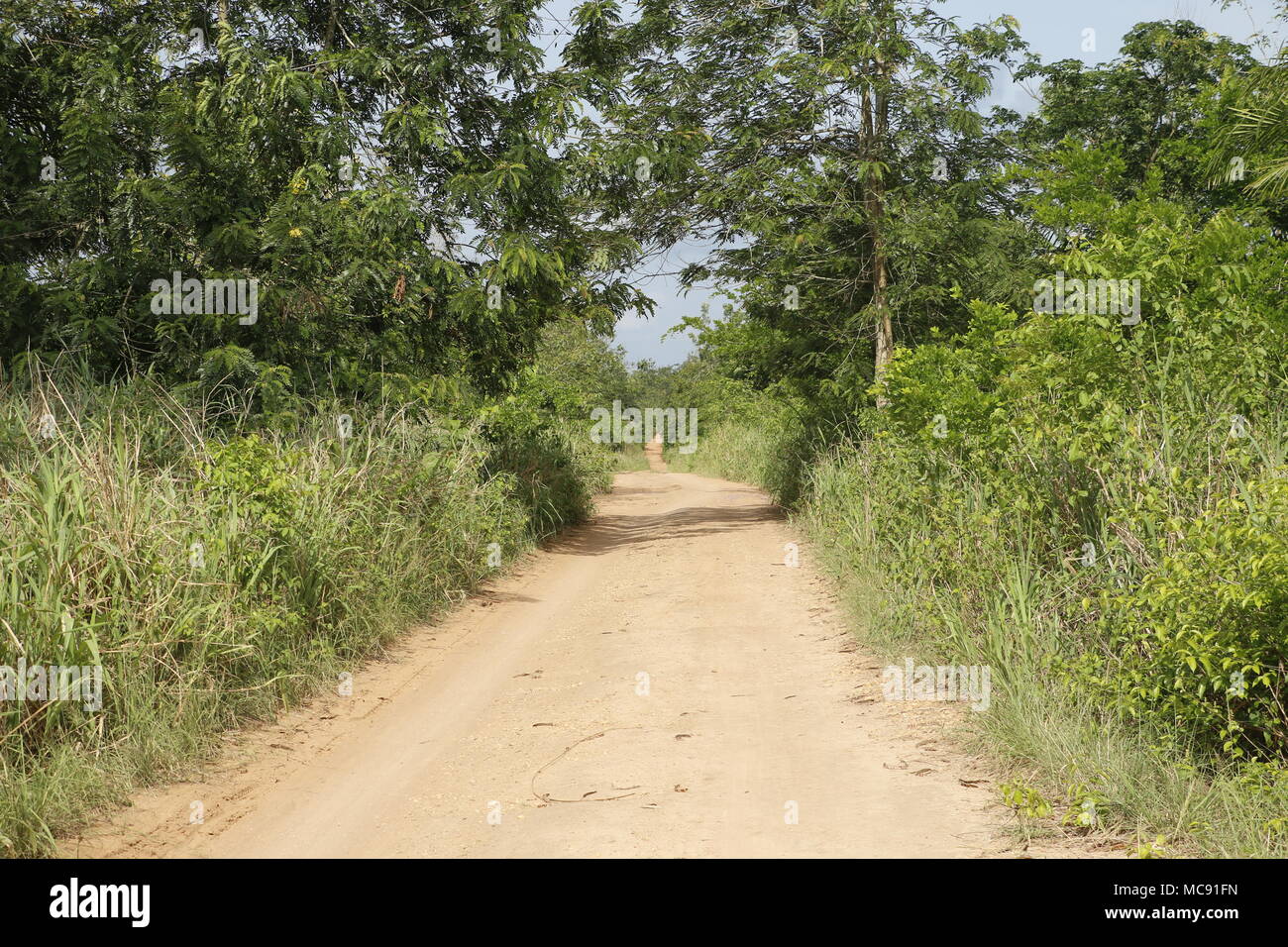 Benin jungle hi-res stock photography and images - Alamy