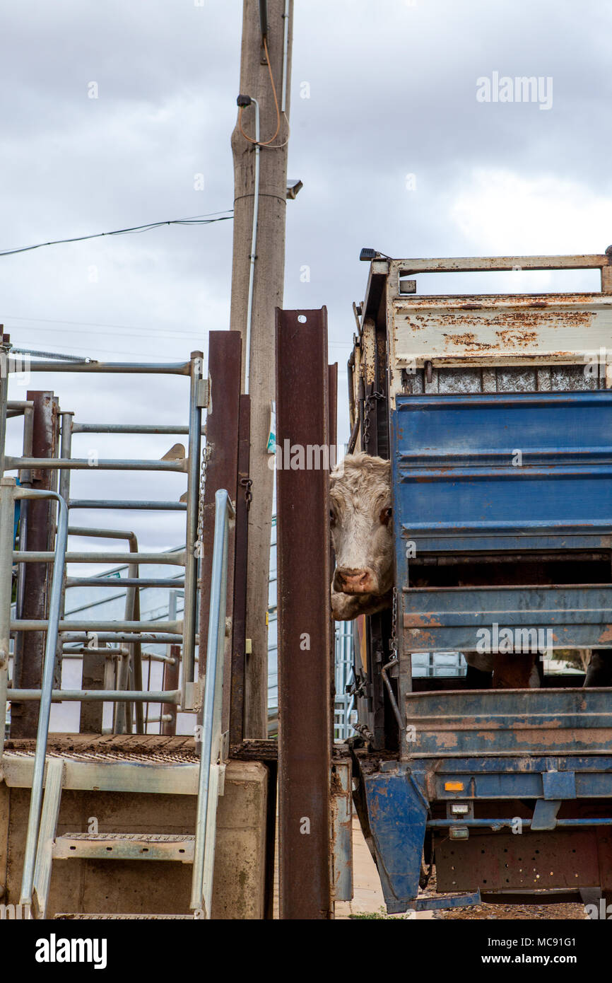 Cattle sale at Wagga Wagga sale yards Stock Photo