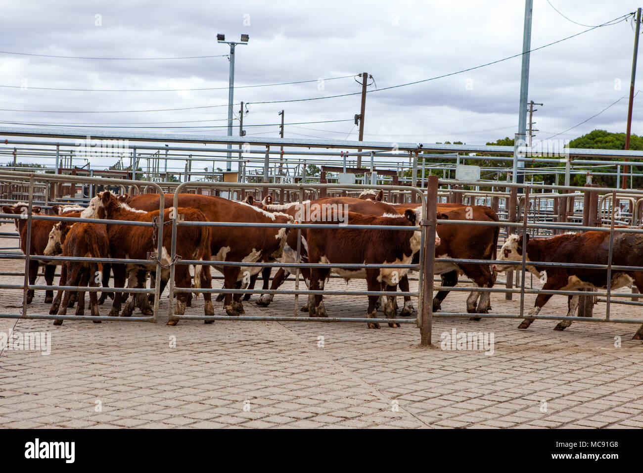 Cattle sale at Wagga Wagga sale yards Stock Photo Alamy
