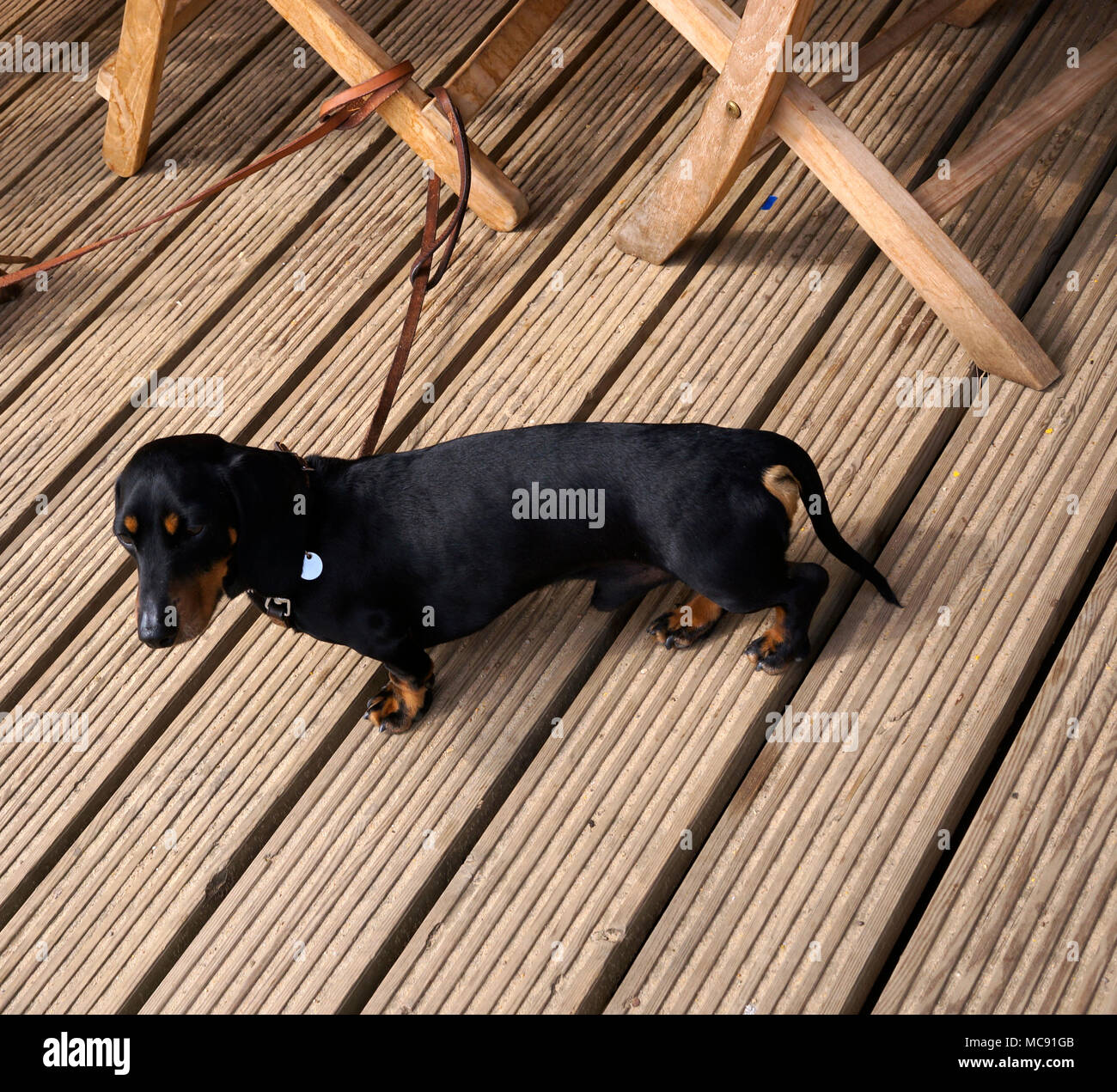 Black Dachshund sausage dog tied up Stock Photo Alamy