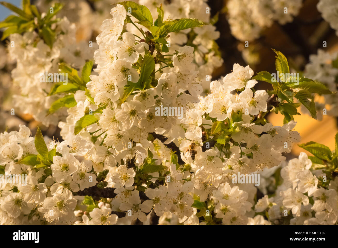 White cherry blossom in the spring season. Prunus avium. Stock Photo