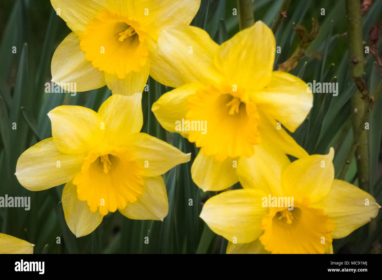Springtime yellow Narcissus flowers blooming in the garden. Stock Photo