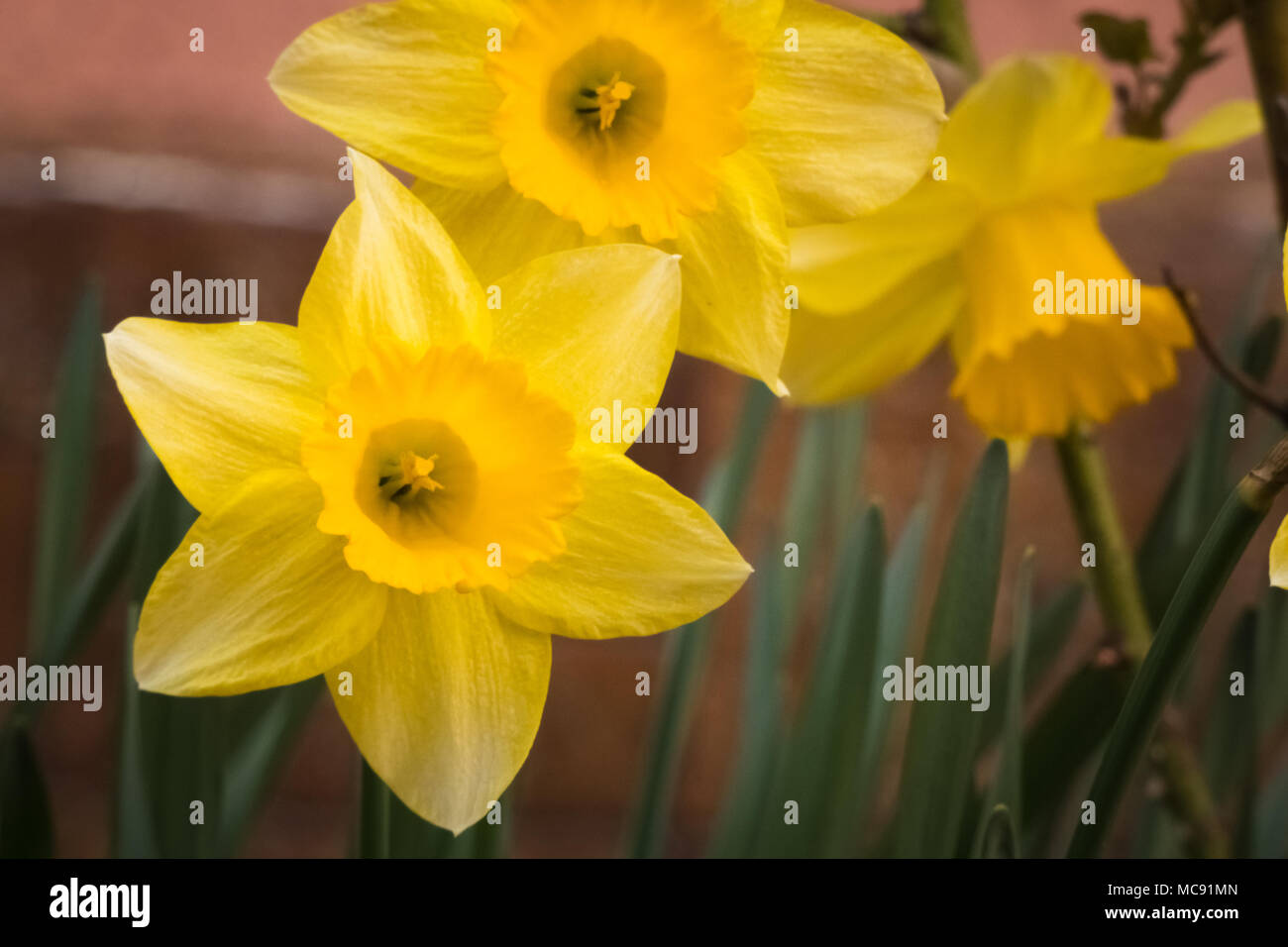 Springtime yellow Narcissus flowers blooming in the garden. Stock Photo