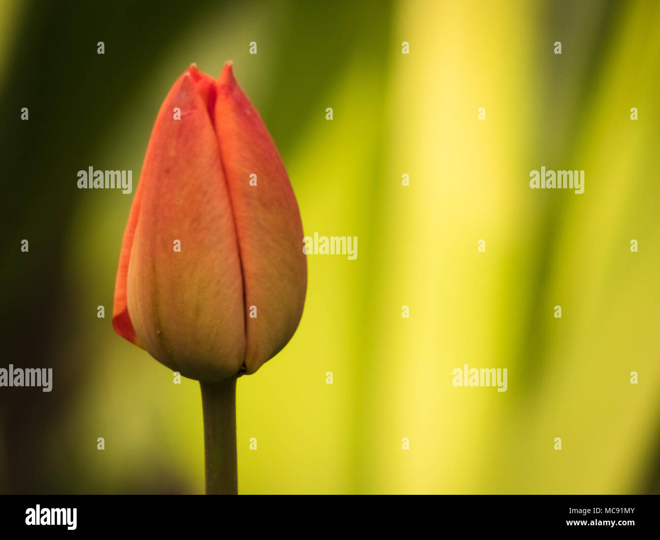 Isolated Red tulip in the garden. Natural yellow and green leaves background with copy space on the right side of the flower. Stock Photo