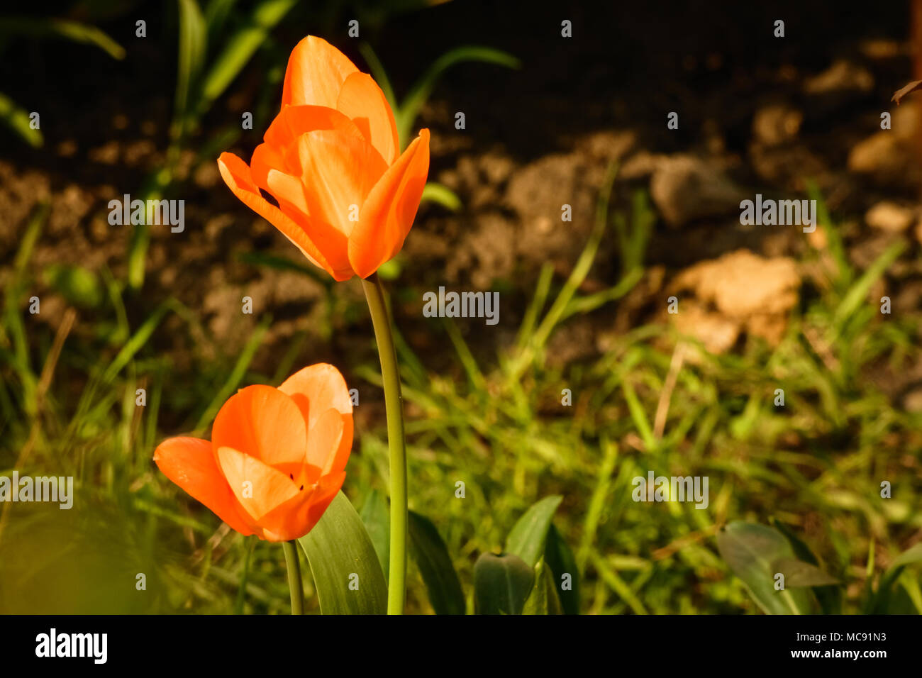 Orange tulips in the garden Stock Photo - Alamy