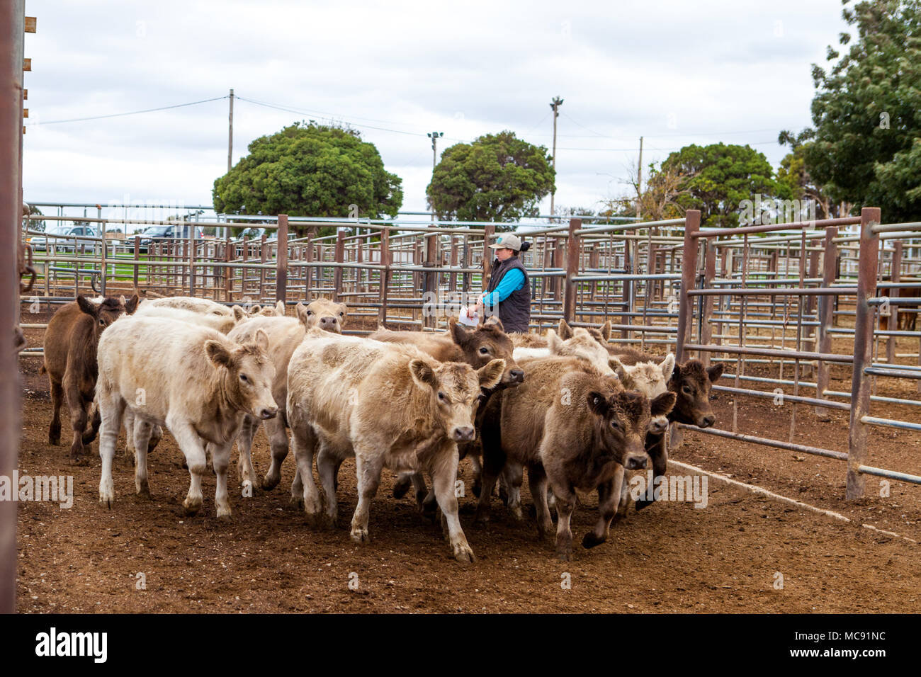 Murray Grey Cattle in sale pens at Wagga Livestock Centre Stock Photo -  Alamy