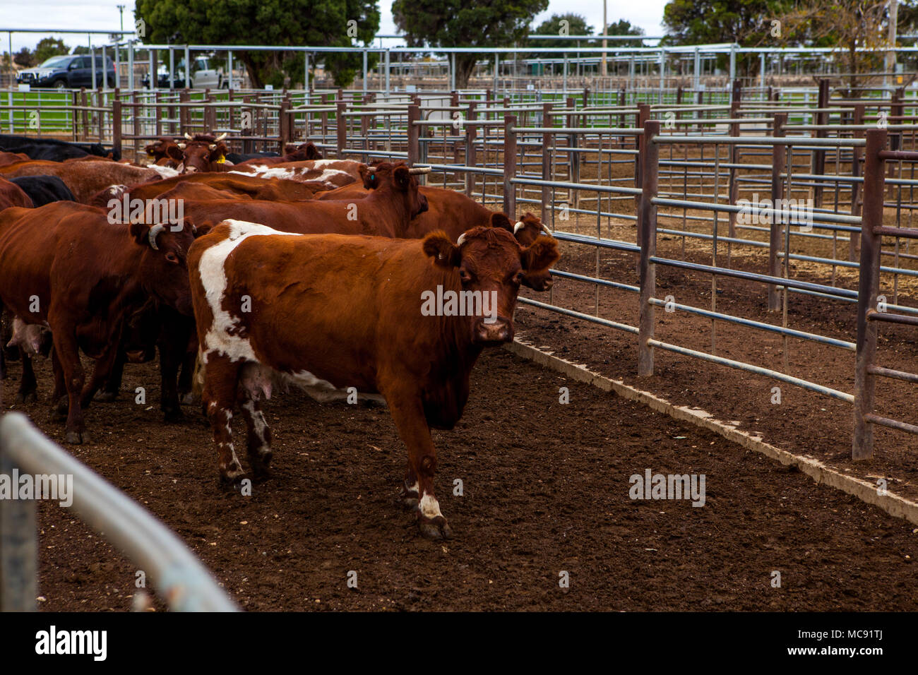Red and white faced cattle hi-res stock photography and images - Alamy