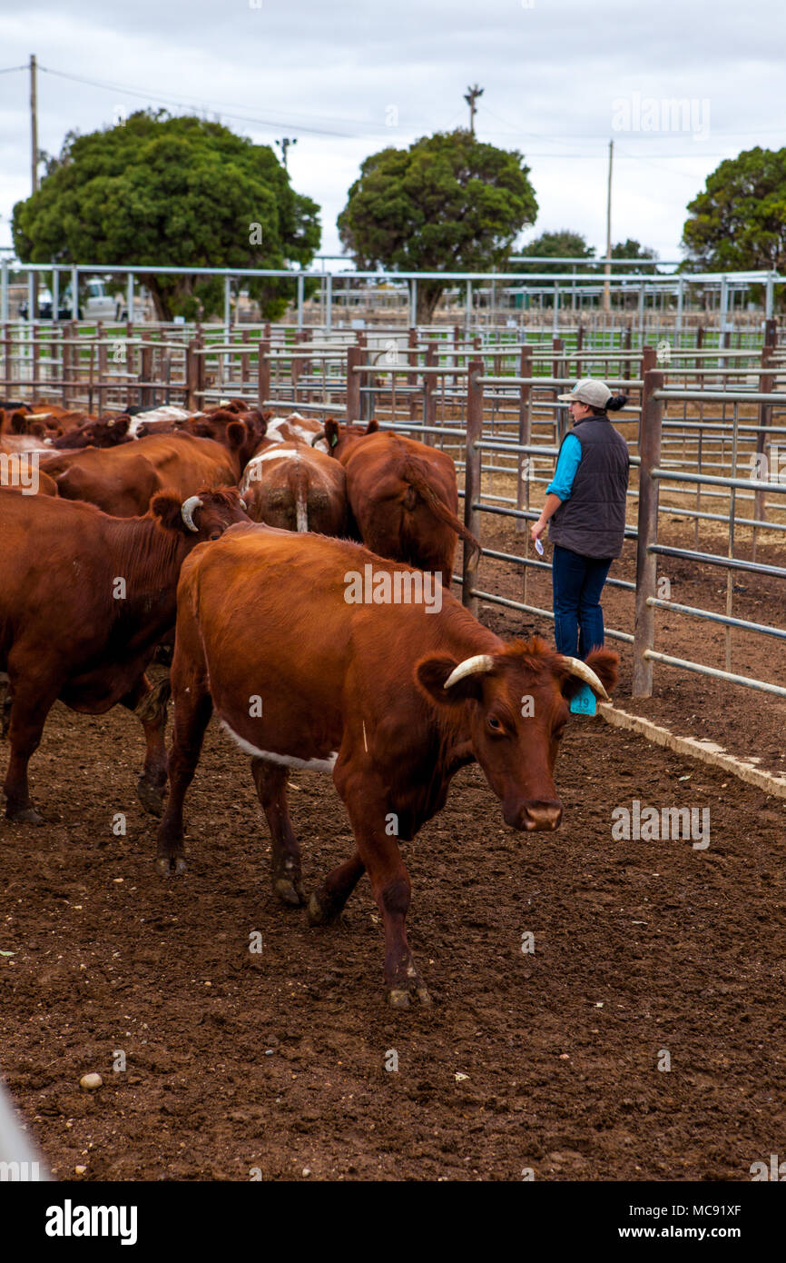 Red and white faced cattle hi-res stock photography and images - Alamy