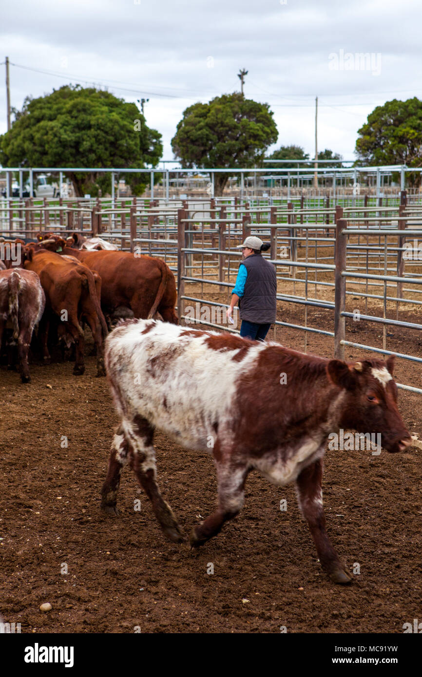 Red and white faced cattle hi-res stock photography and images - Alamy