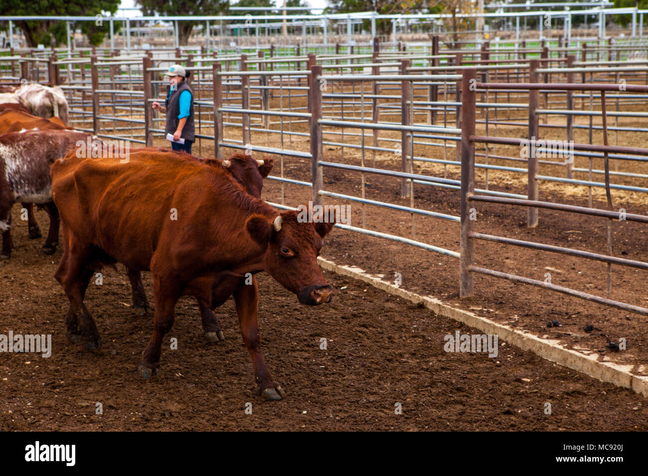 Red and white faced cattle hi-res stock photography and images - Alamy