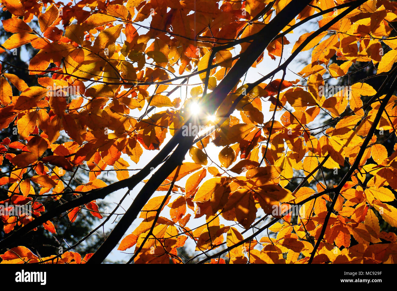 Green and yellow autumn leaves highlighted by the sun Stock Photo - Alamy