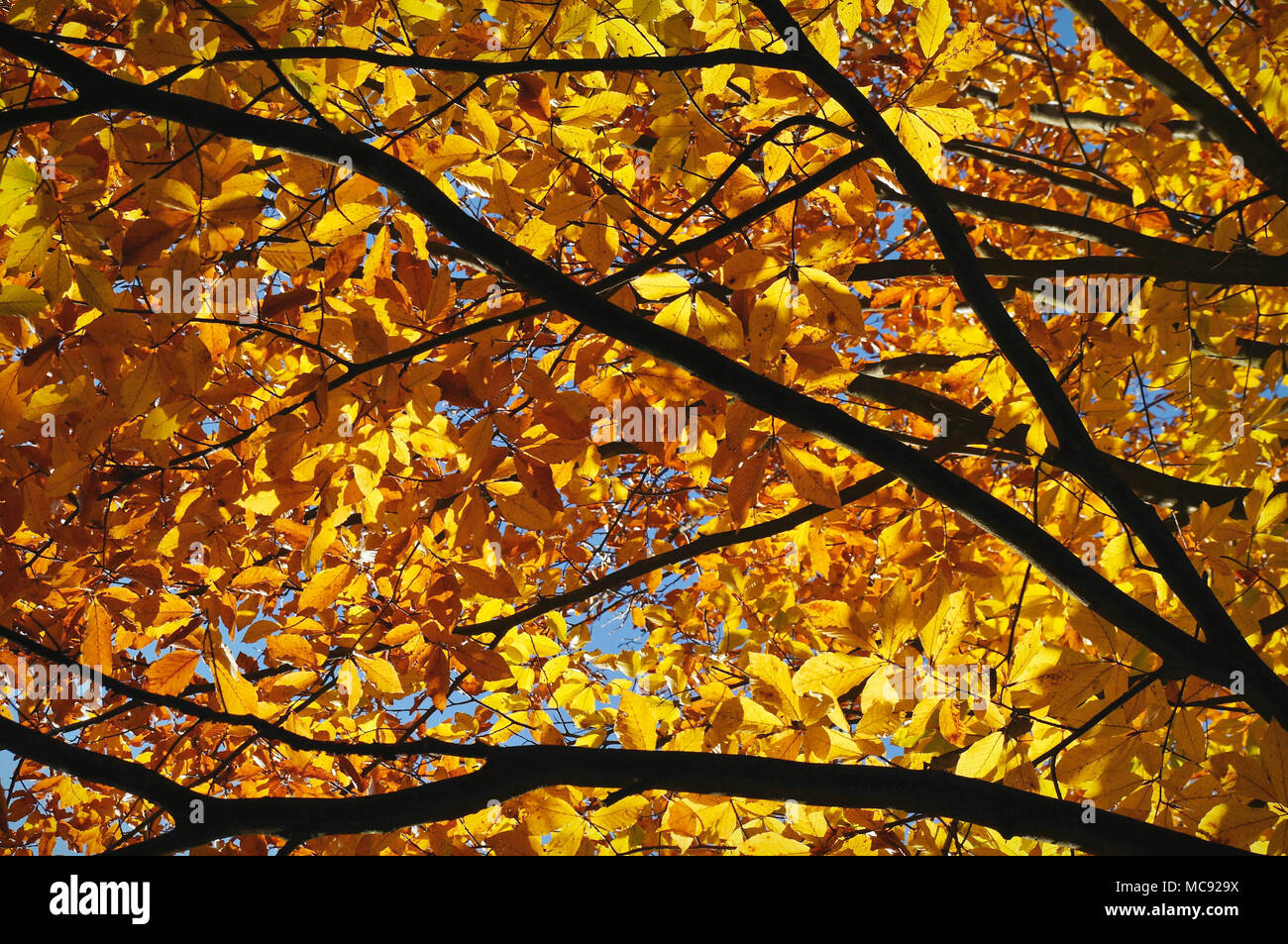 Branches of autumn trees across blue sky Stock Photo - Alamy