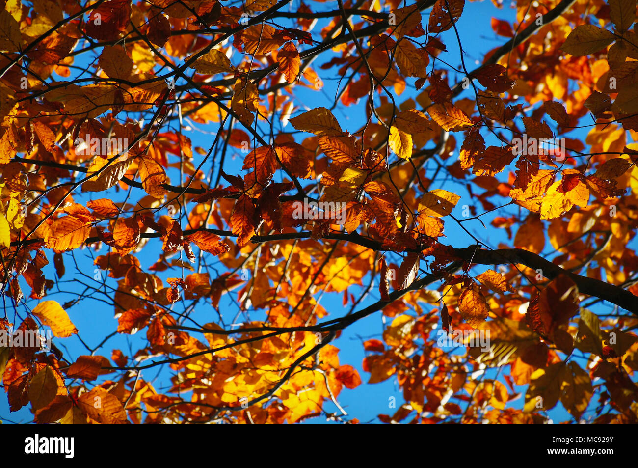 Branches of autumn trees across the blue sky Stock Photo - Alamy