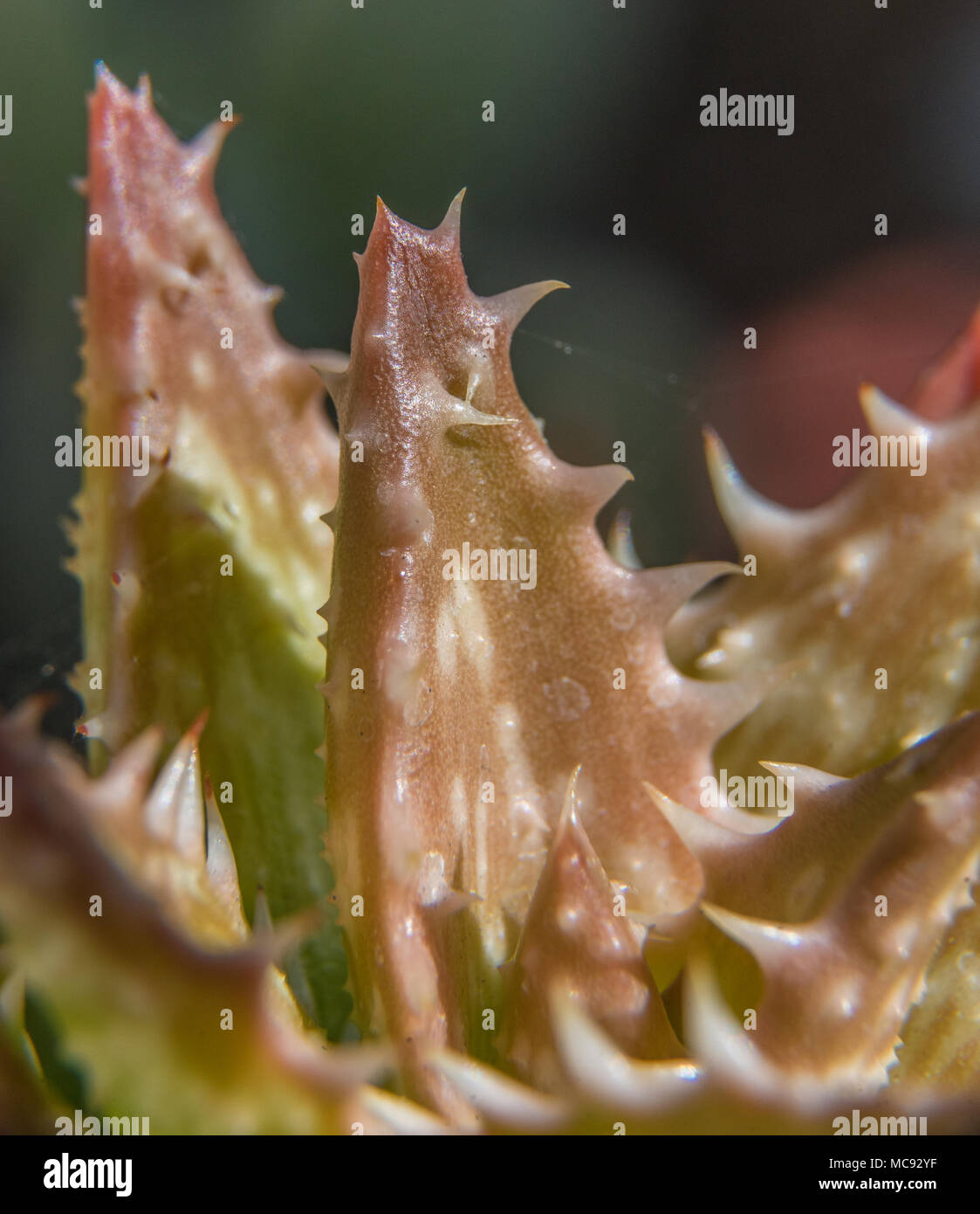 A Macro shot of a young aloe vera plant in the southwest desert Stock Photo