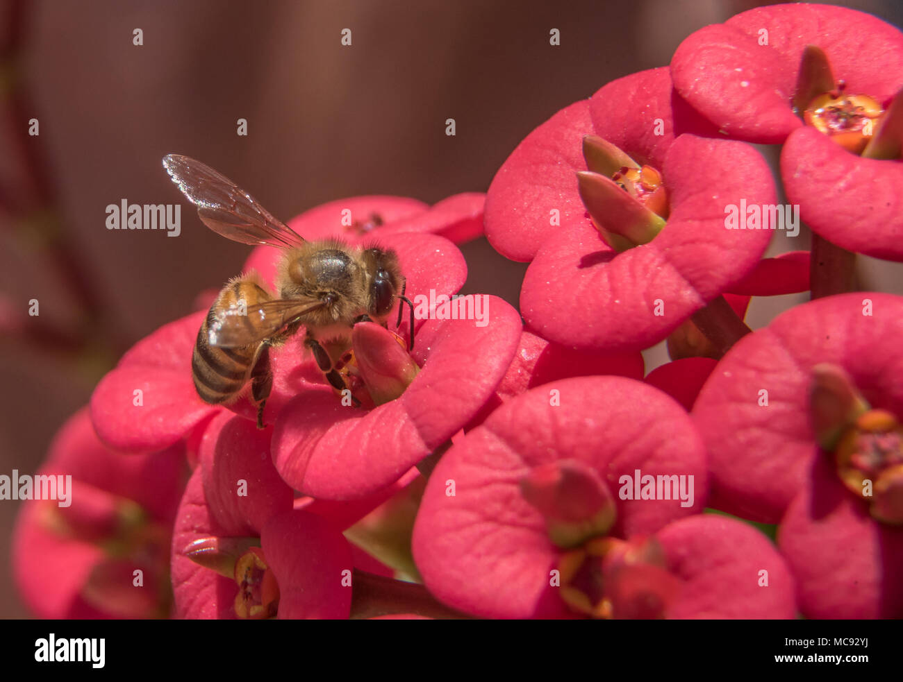 Beautiful shot of a honey bee hi-res stock photography and images - Alamy