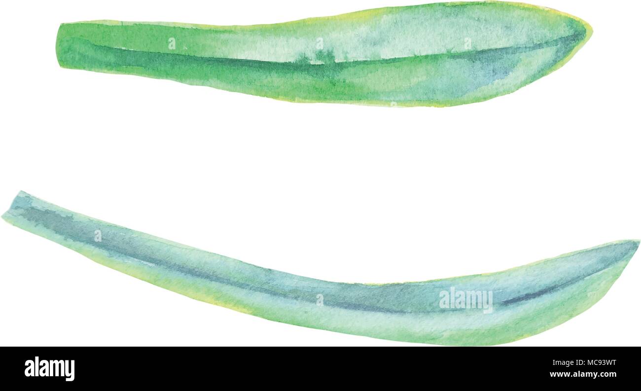 The isolated Watercolor green leaf plant deocration on white background ...