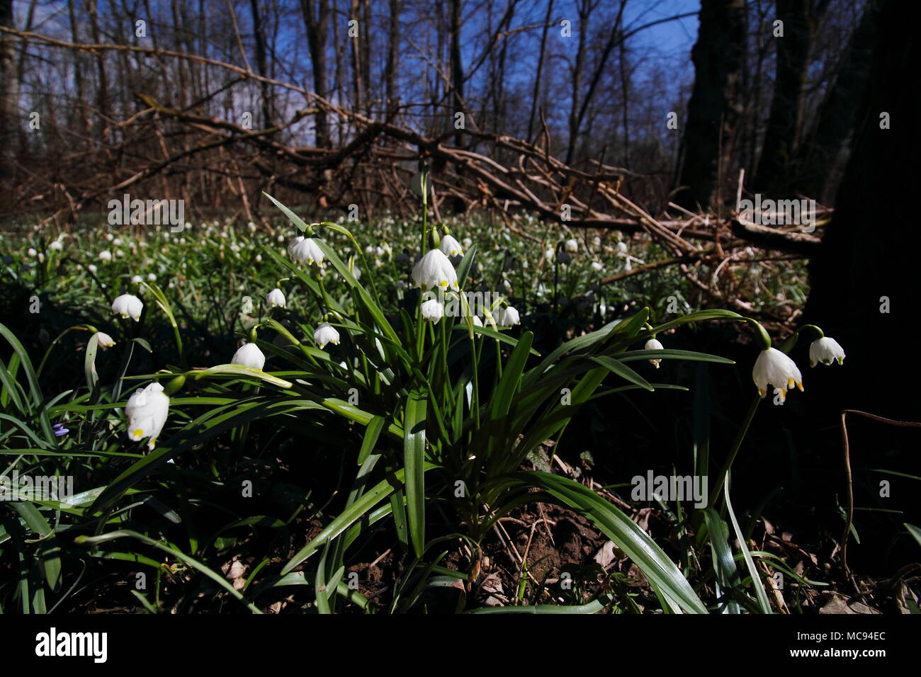 leucojum verna, Frühlingsknotenblume Stock Photo