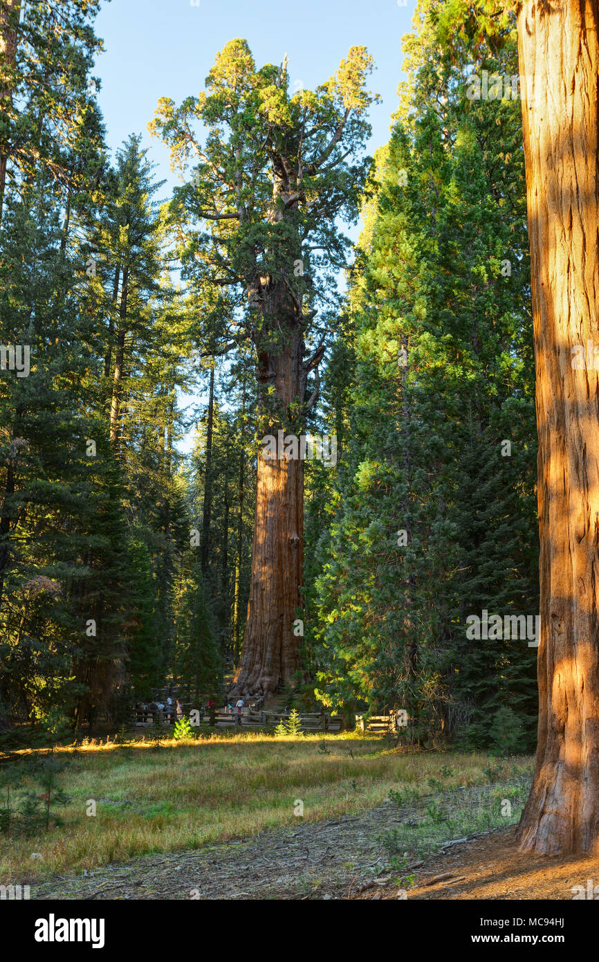 A view of the General Sherman -  giant sequoia (Sequoiadendron giganteum)  in the Giant Forest of Sequoia National Park, Tulare County, California, Un Stock Photo