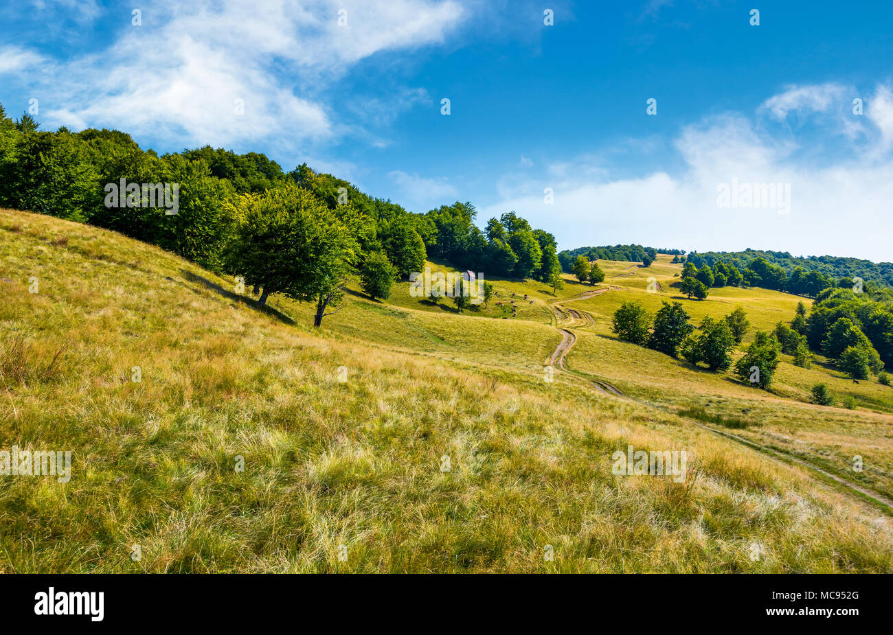 path up the forested hill. beautiful summer landscape in mountains Stock Photo