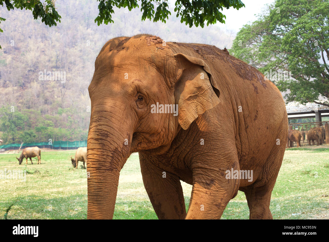 Chaing Mai, Thailand Elephant Nature Park Stock Photo