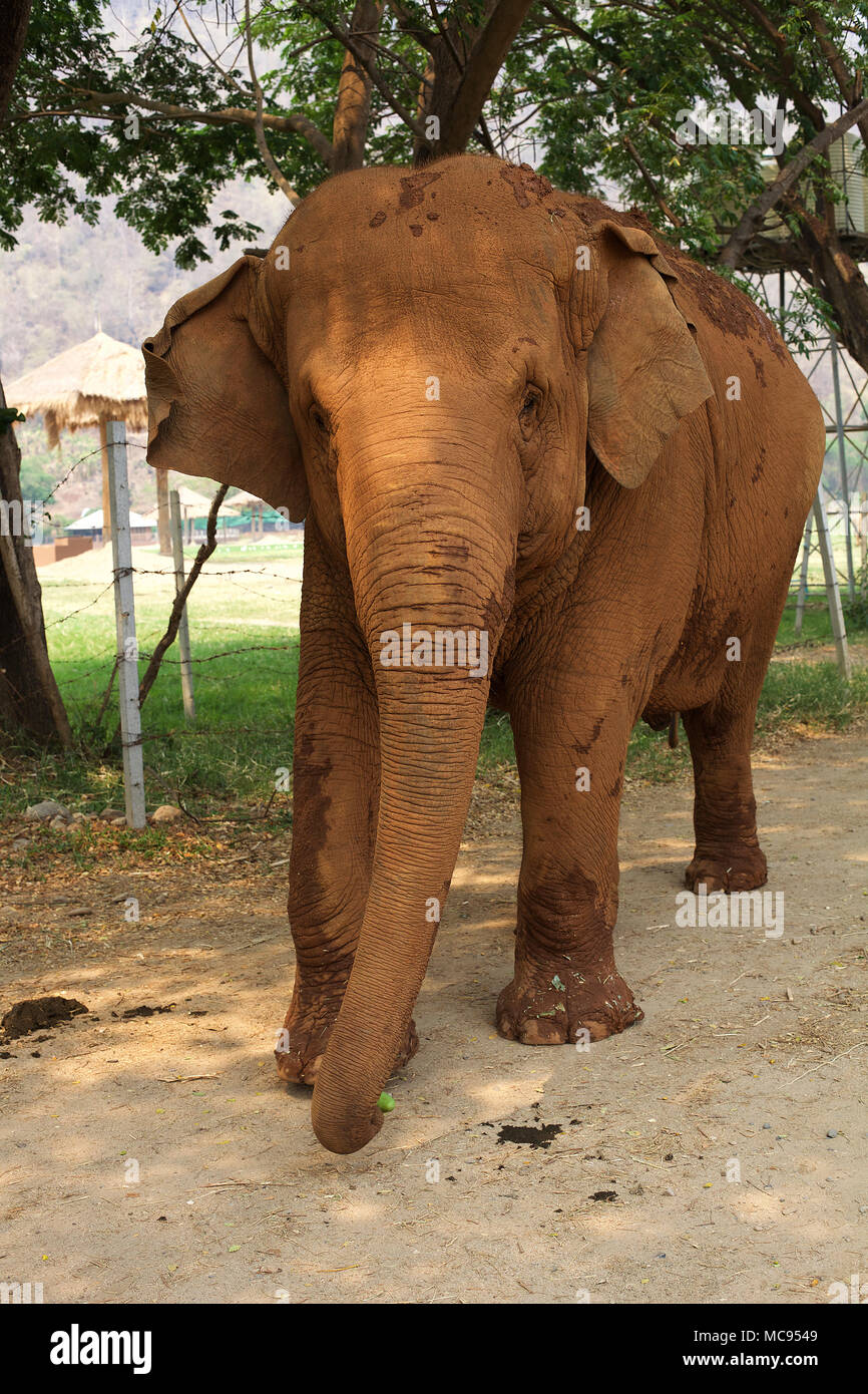 Chaing Mai, Thailand Elephant Nature Park Stock Photo