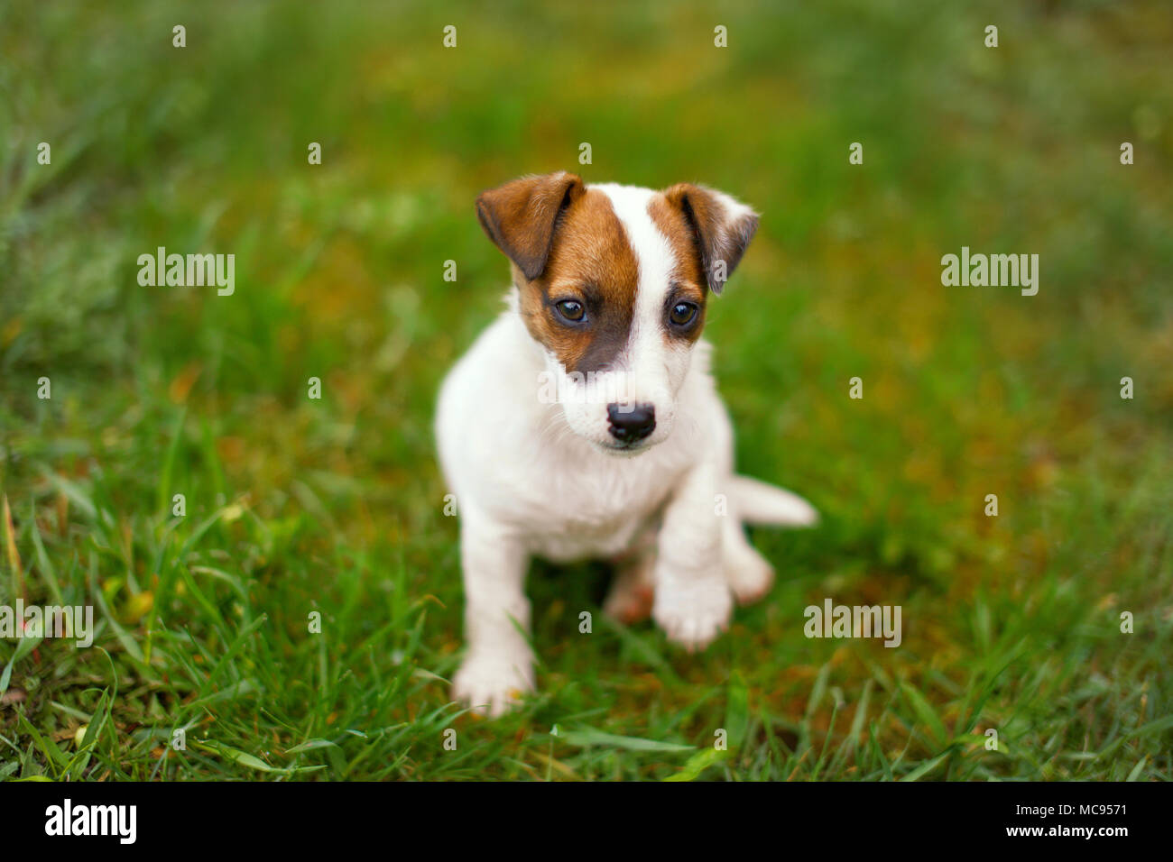 Little junior Jack Russell terrier lifting paw in grass outdoors Stock Photo