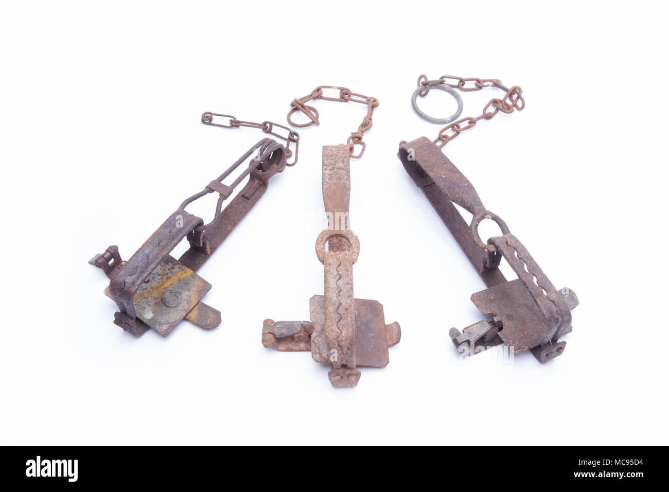 Old gin traps in the fired position that were used for catching mammals in the UK. They are now illegal to use but can be collected and displayed as c Stock Photo