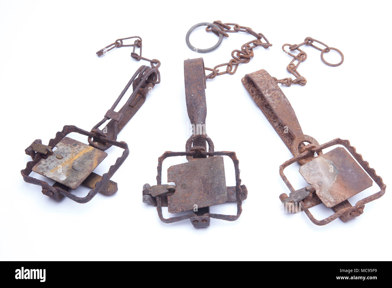 Old gin traps in the set position that were used for catching mammals in the UK. They are now illegal to use but can be collected and displayed as cur Stock Photo