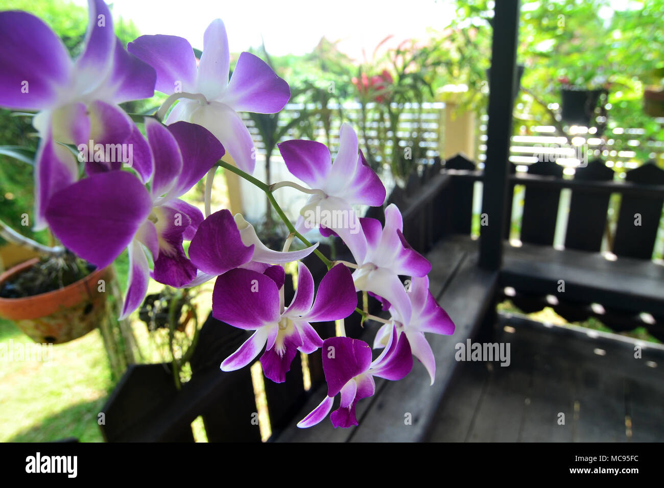 photos of orchids in the garden yard of the house, Borneo Indonesia