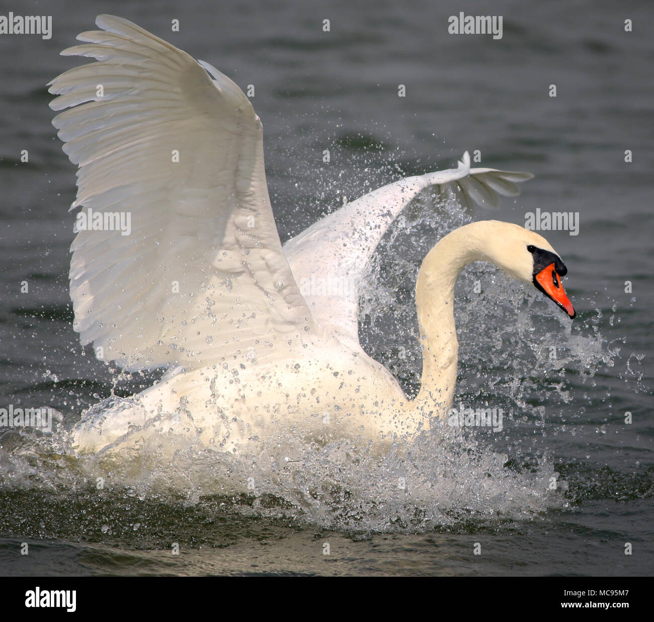 Mute Swan that is the national bird of Denmark famous for fairy tales