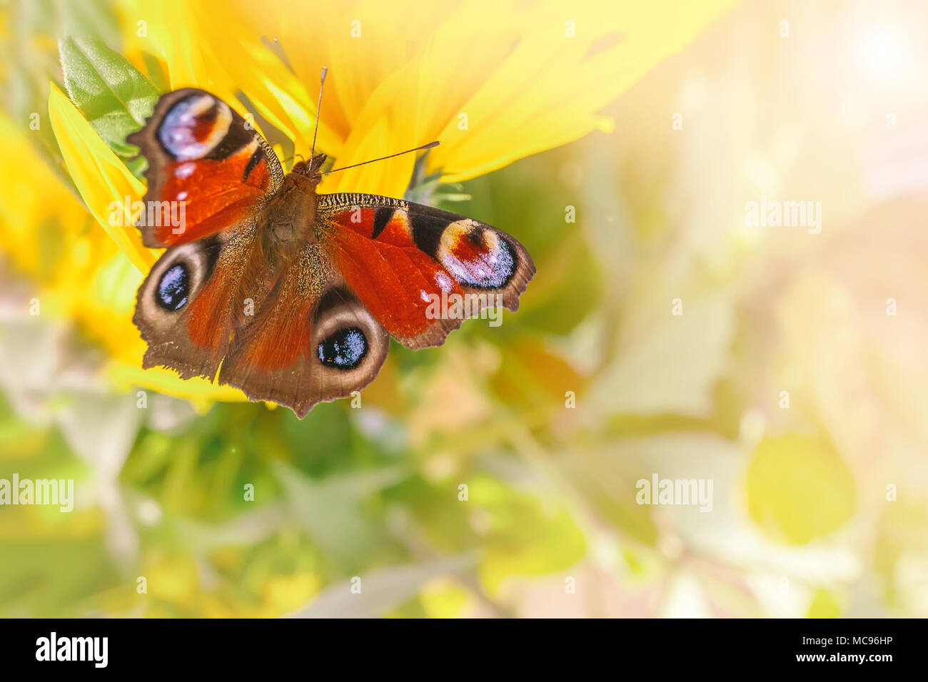 European Peacock butterfly Inachis io on a yellow flower. Copy space. Close up Stock Photo