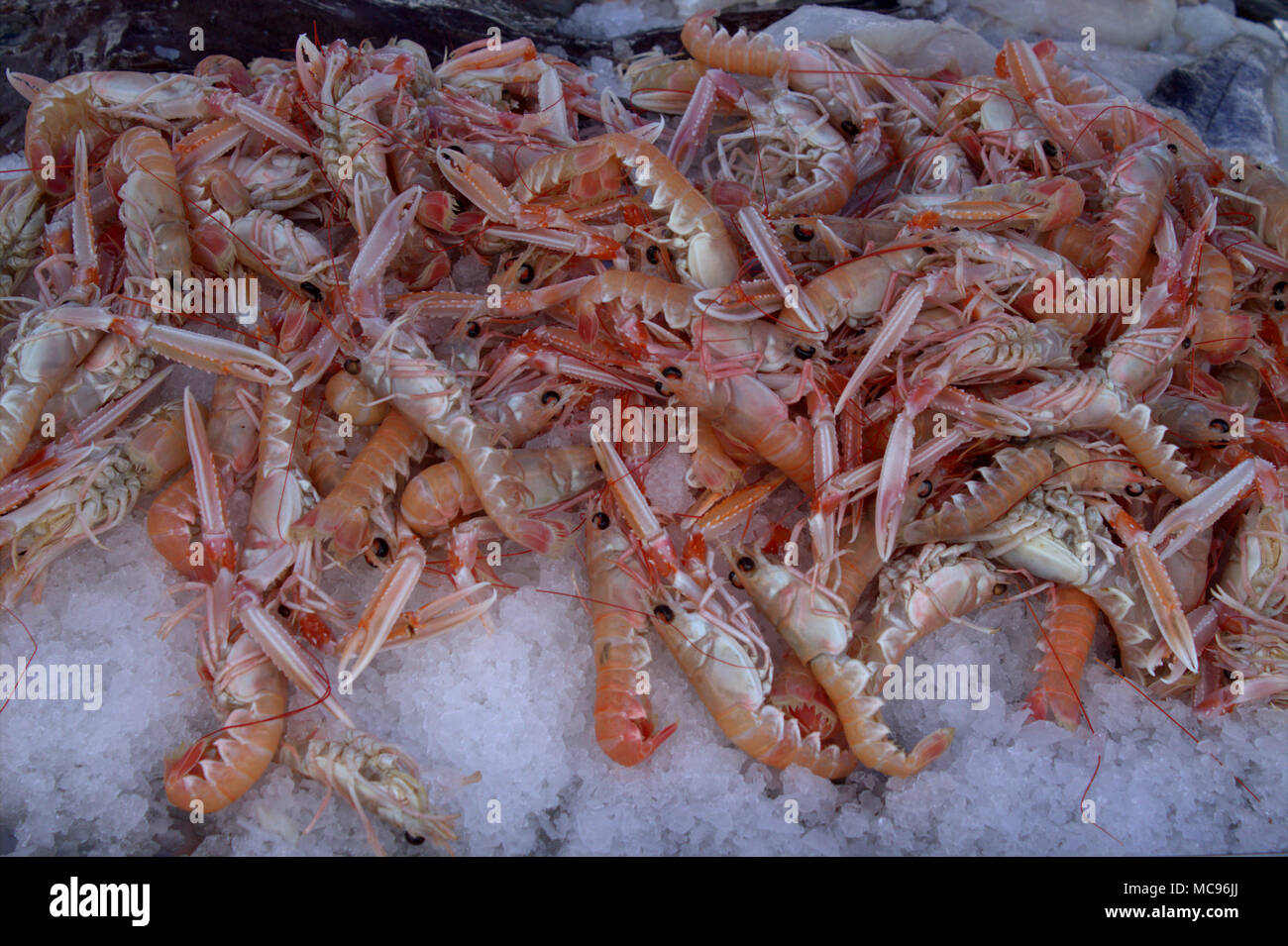 Nephrops norvegicus, langoustines, dublin bay prawns for sale on display on a bed of ice. Stock Photo